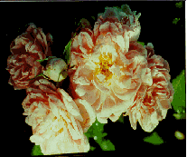 north_roses