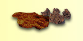 Earthy, Herbal & Spicy Fragrances