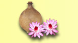 Exotic Indian Fragrances